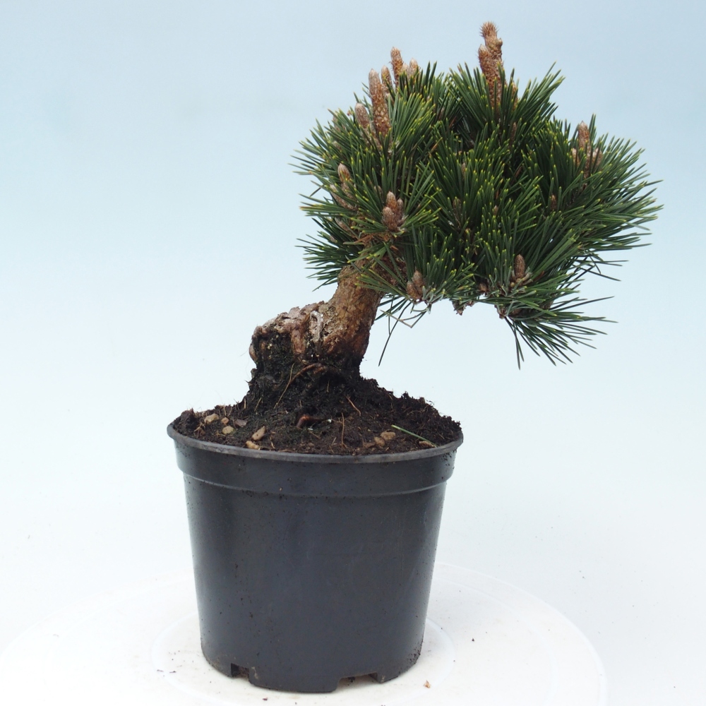 Outdoor bonsai - Pinus thunbergii senjyumaru - Sosna Thunberga