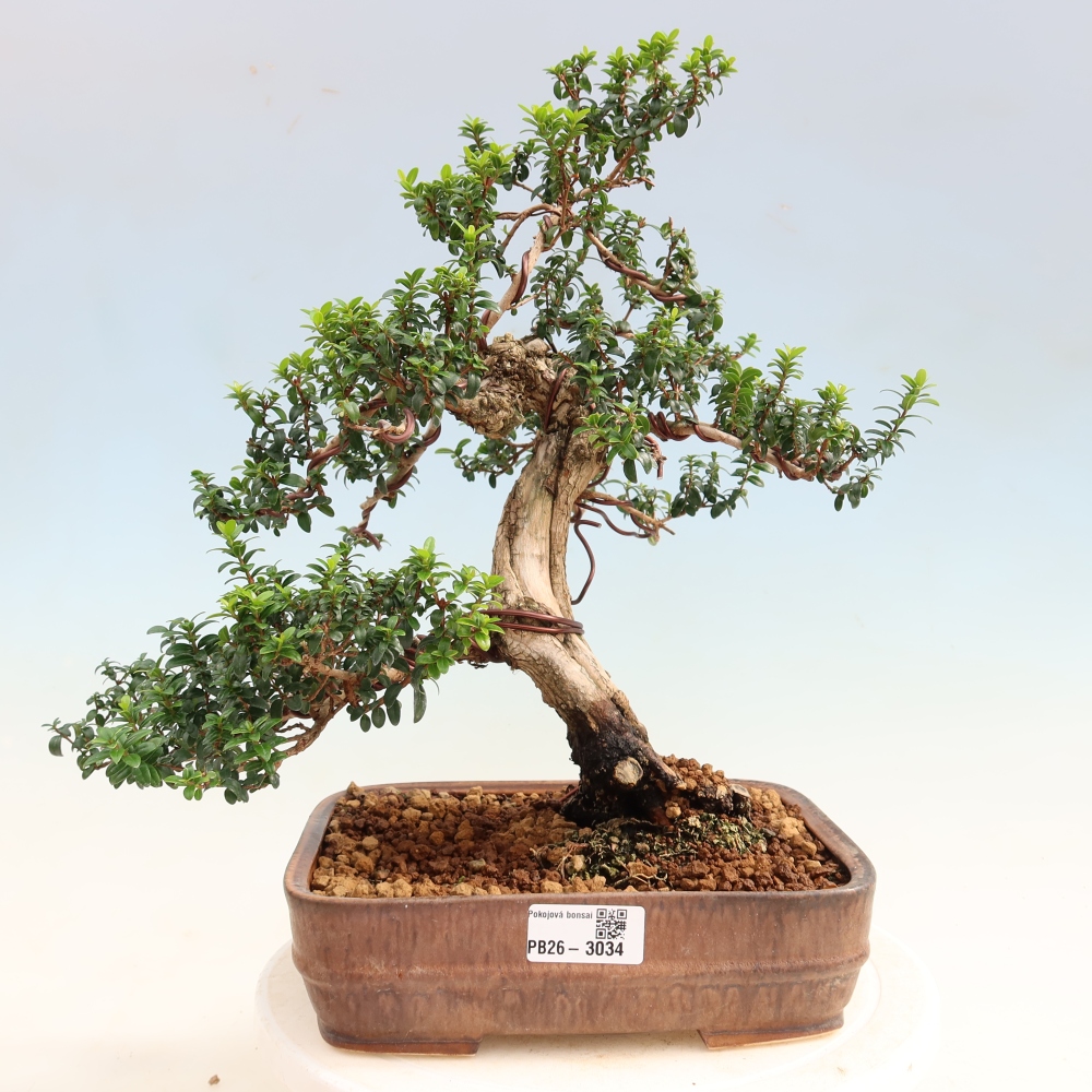 Bonsai pokojowe – Myrtus communis – mirt pospolity