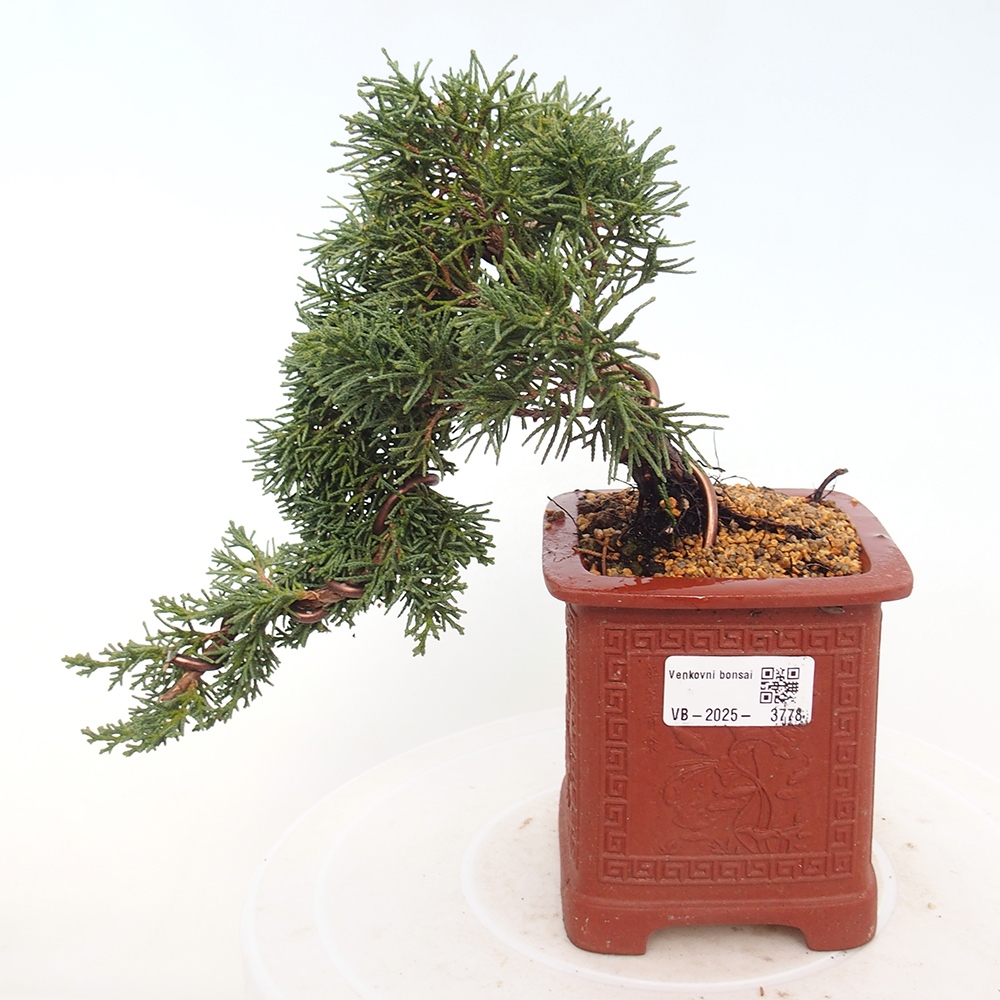 Outdoor bonsai - Juniperus chinensis Kishu