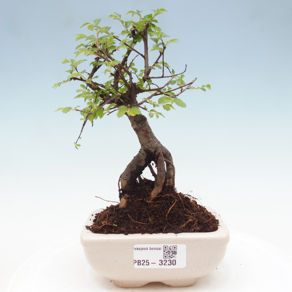 Pokój bonsai - Ulmus parvifolia - Wiąz drobnolistny