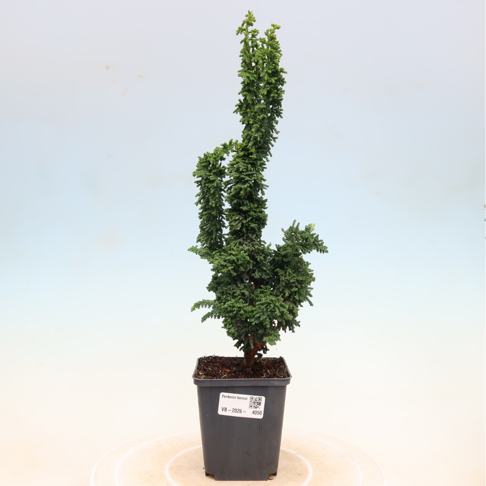 Bonsai zewnętrzne - Cham. obtusa SEKKA HINOKI - Cyprys