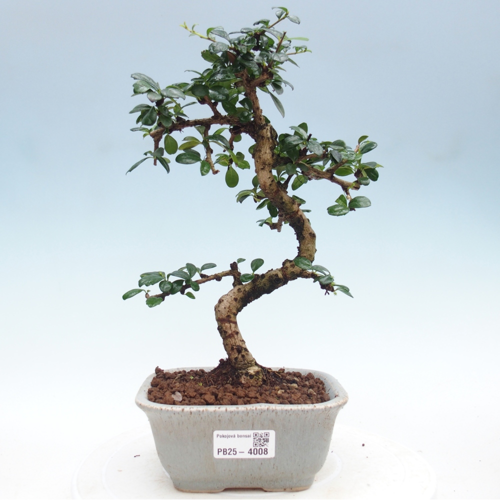 Bonsai pokojowe - Carmona macrophylla - Tea fuki