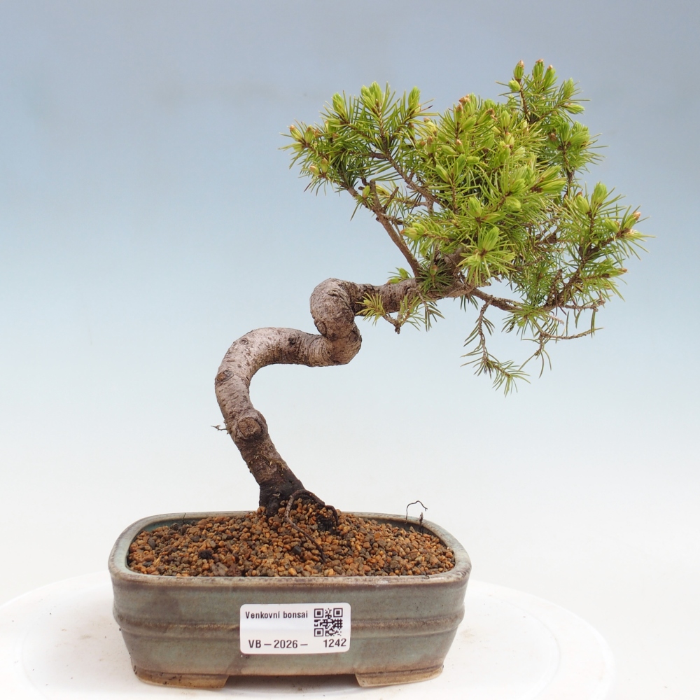 Outdoor bonsai - Świerk pospolity - Picea glauca globe