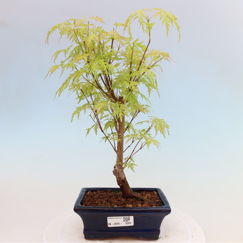 Bonsai ogrodowe – Acer palmatum Dissectum – klon palmowy 