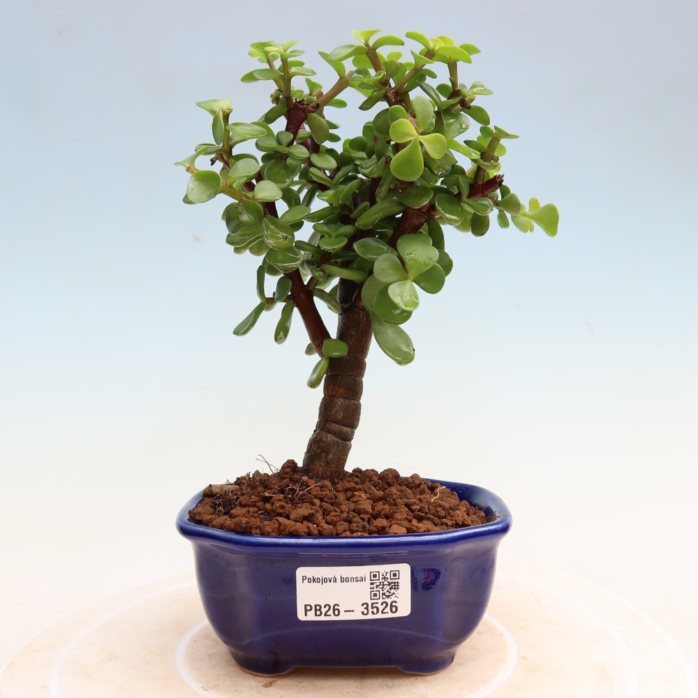 Pokój bonsai - Portulakaria Afra - Tlustice