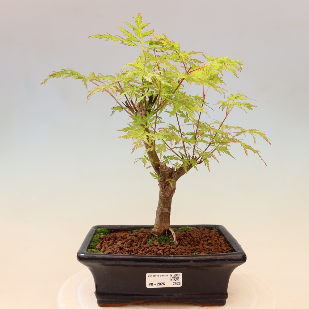 Bonsai ogrodowe – Acer palmatum Dissectum – klon palmowy 