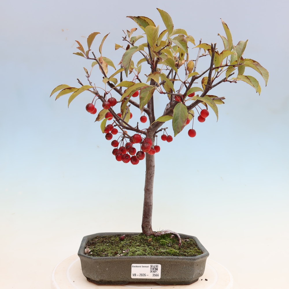 Outdoor bonsai - Malus domestica - Jabłoń czerwonolistna o małych owocach