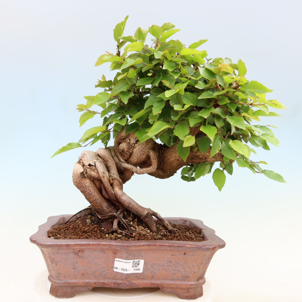 Outdoor bonsai - Carpinus coreana - grab koreański