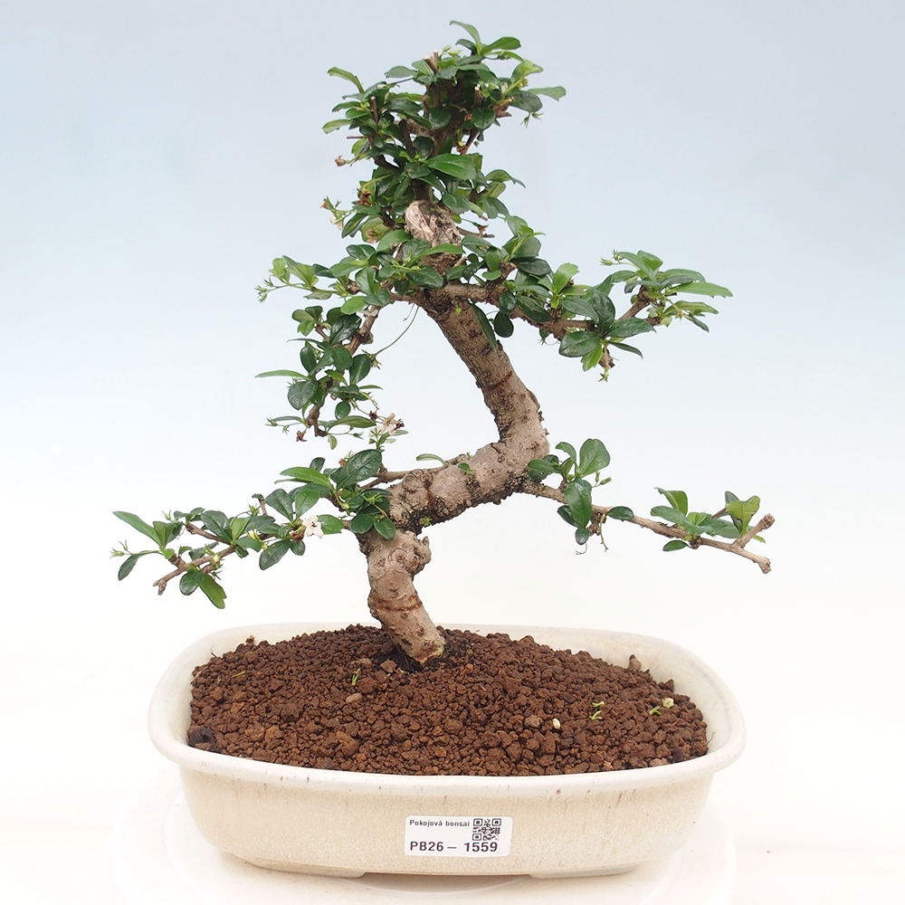 Bonsai pokojowe - Carmona macrophylla - Tea fuki