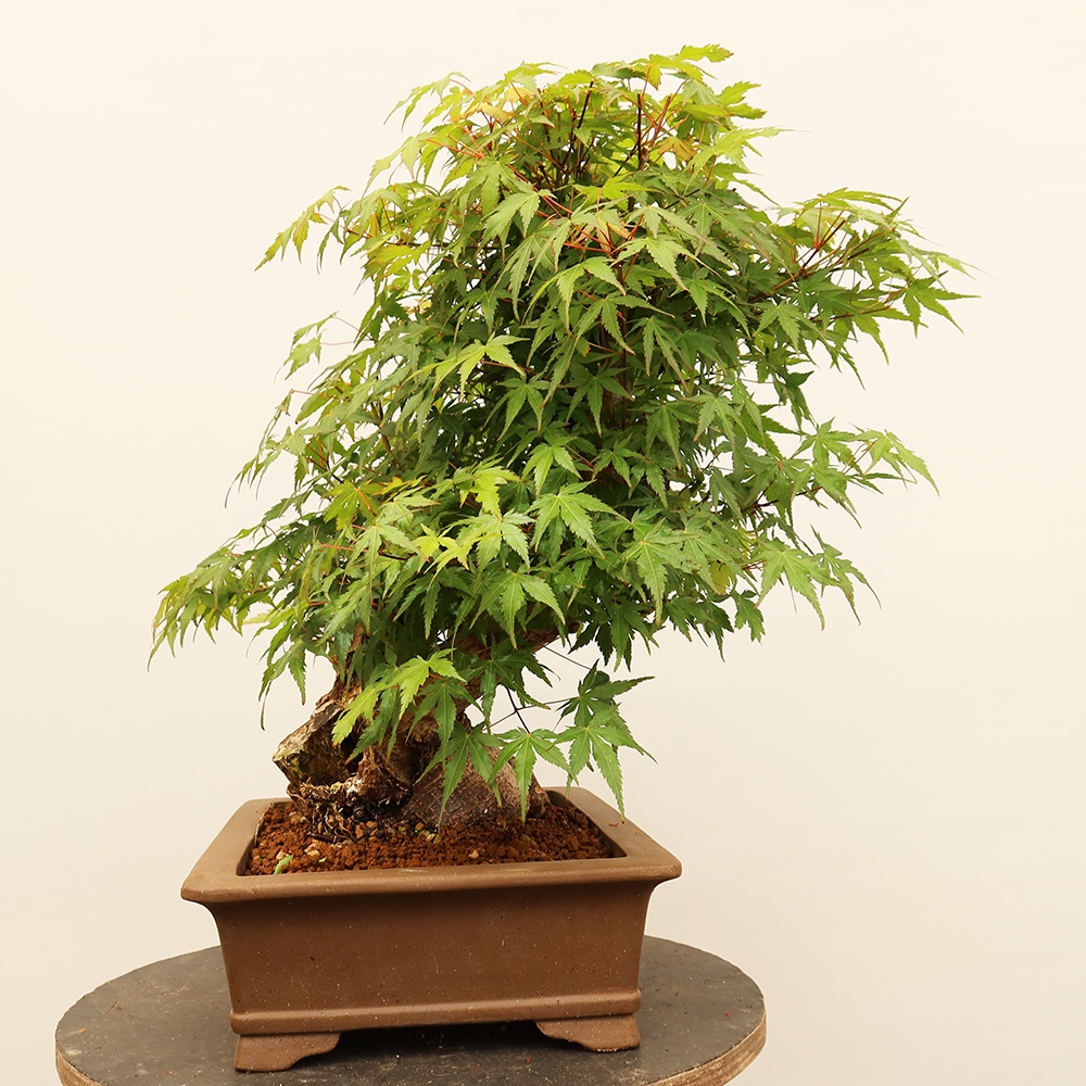 Outdoor bonsai - Klon palmowy - Palmy