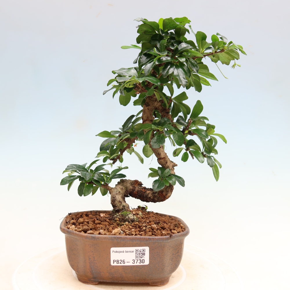 Bonsai pokojowe - Carmona macrophylla - Tea fuki