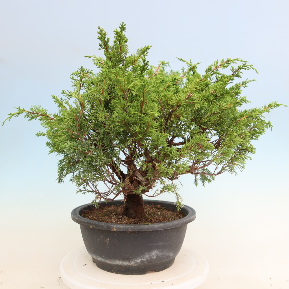 Bonsai ogrodowe – Juniperus chinensis Itoigawa – jałowiec chiński
