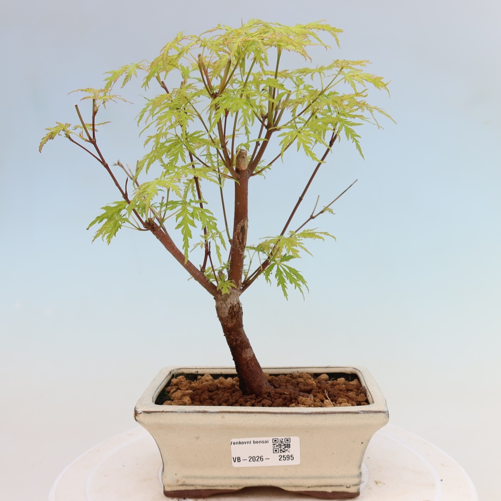 Bonsai ogrodowe – Acer palmatum Dissectum – klon palmowy 