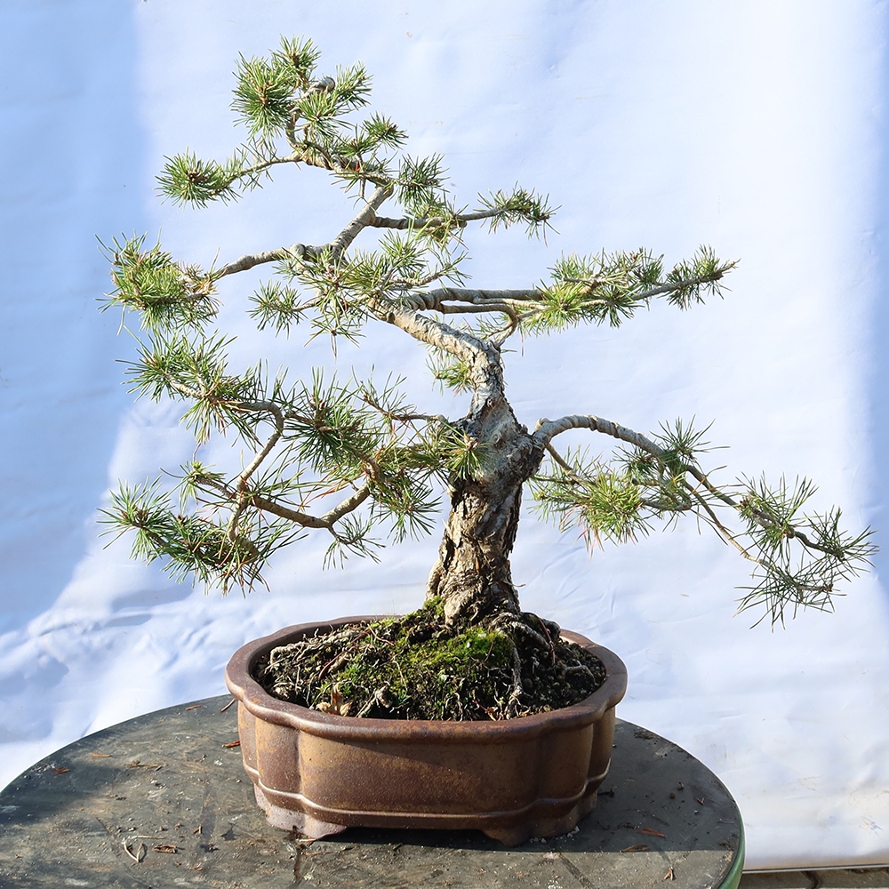 Pinus sylvestris Hiszpania – sosna zwyczajna