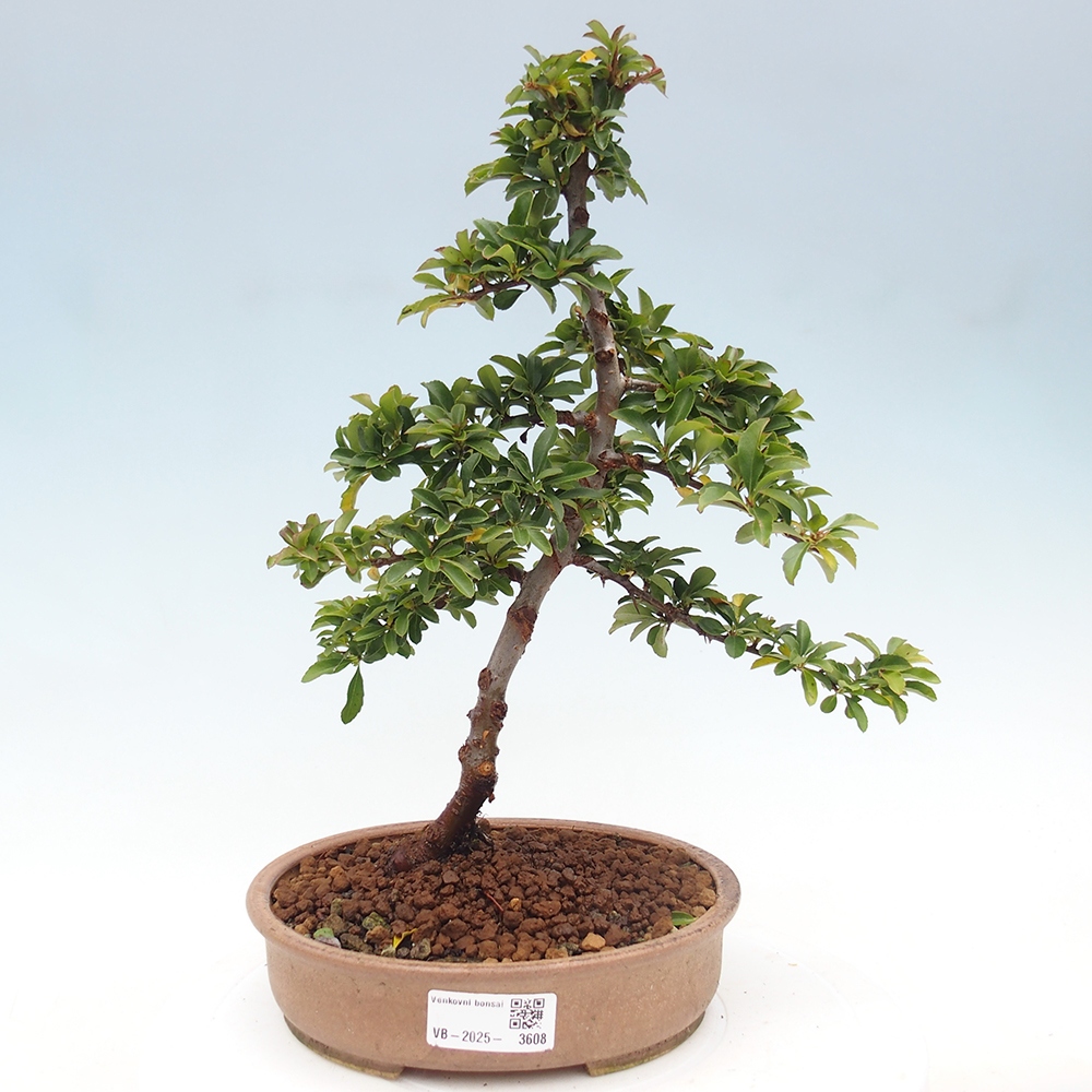 Outdoor Bonsai-Pyracanta Teton-Piekarnia
