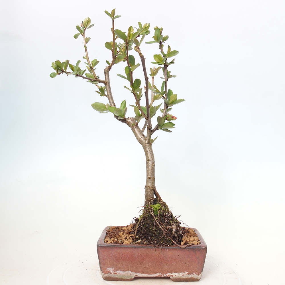Outdoor bonsai - Chaneomeles sup. Nicoline - Pigwa