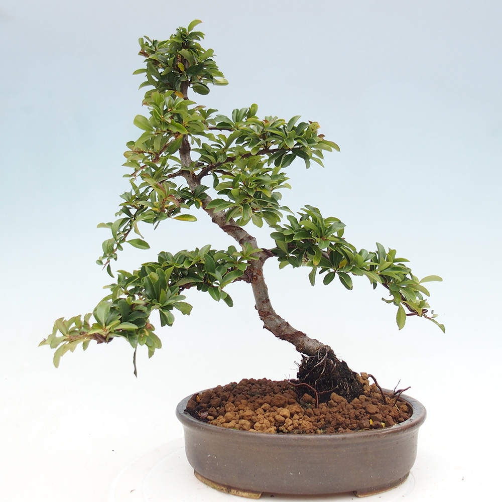 Outdoor Bonsai-Pyracanta Teton-Piekarnia