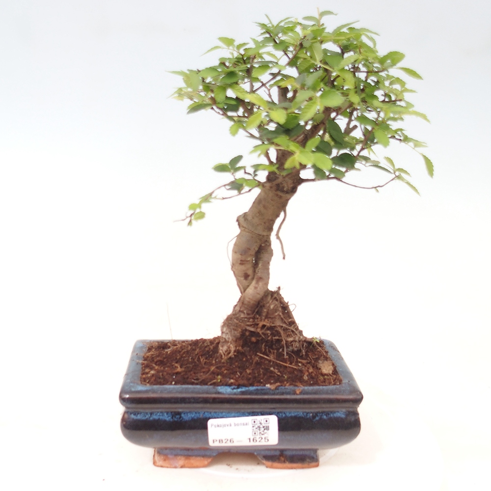 Pokój bonsai - Ulmus parvifolia - Wiąz drobnolistny