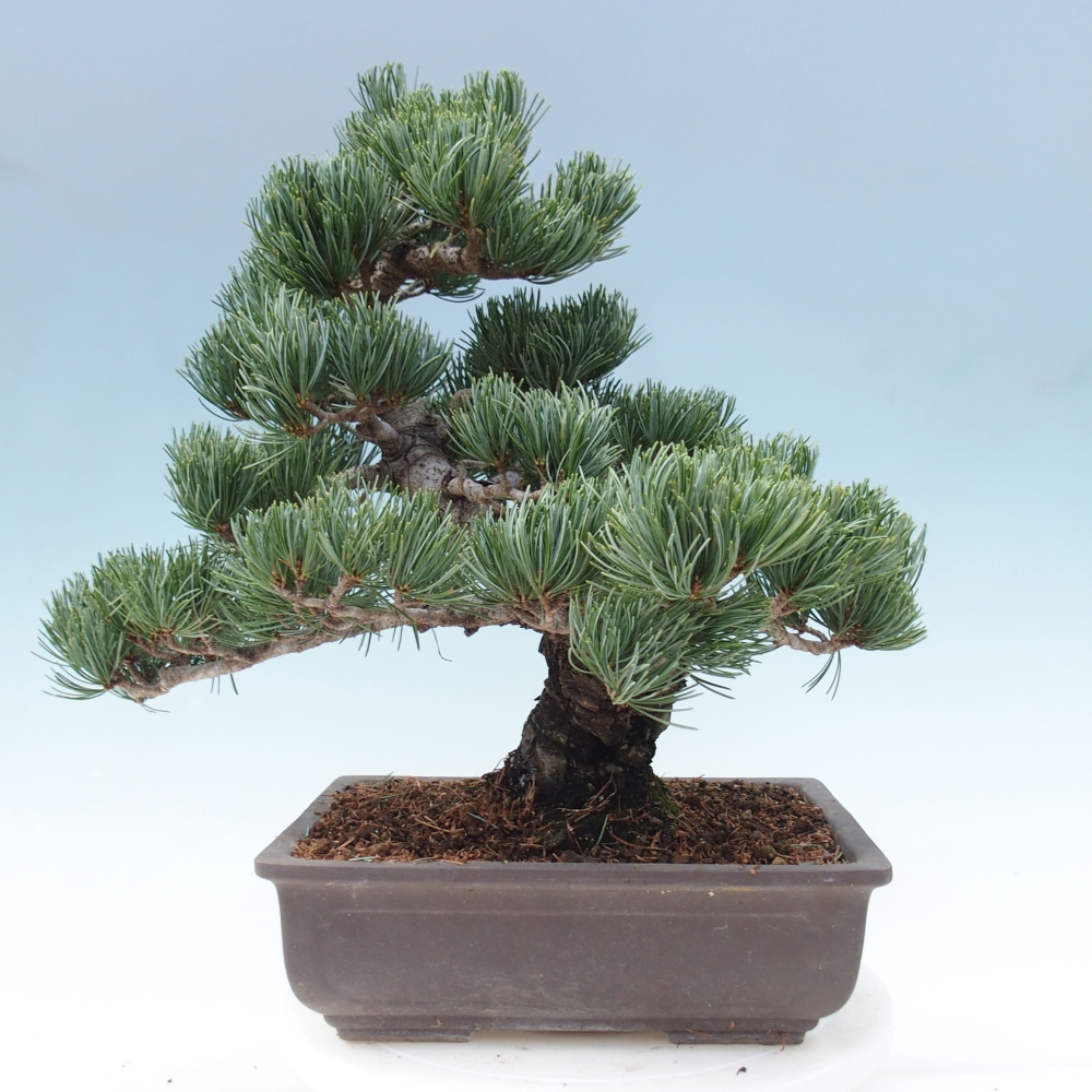 Outdoor bonsai - Pinus parviflora - Mała sosna
