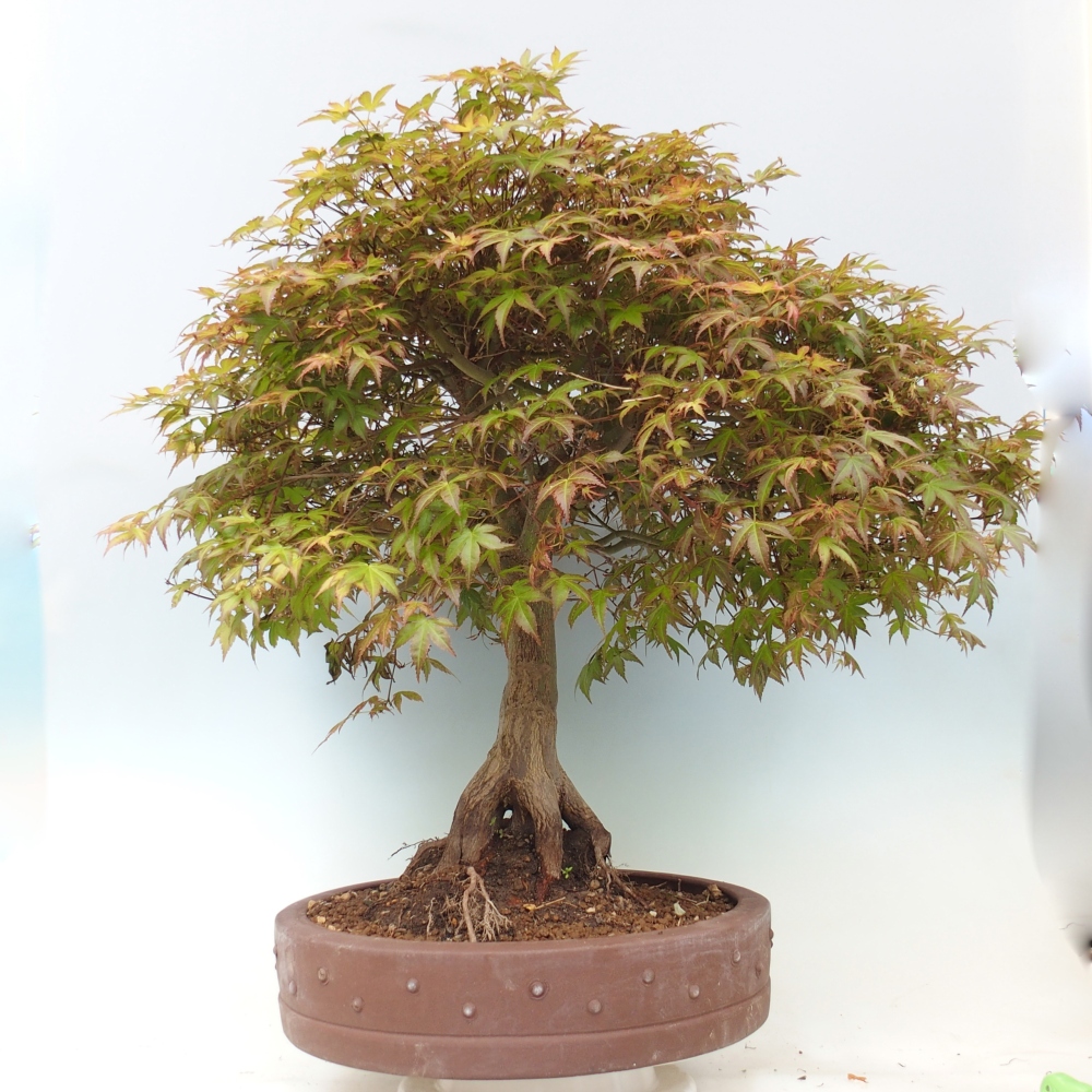 Klon pospolity - Acer palmatum Beni Tsukasa