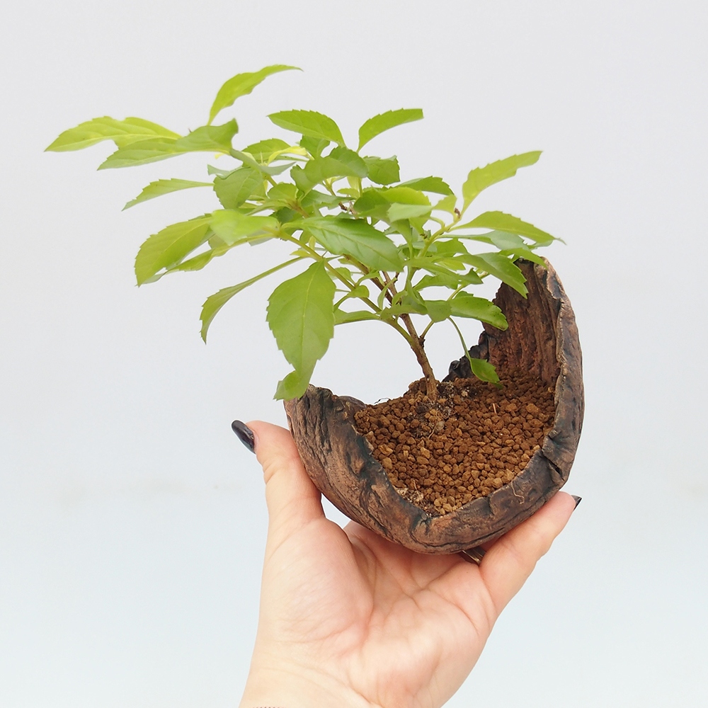 Bonsai pokojowe - Duranta erecta Aurea