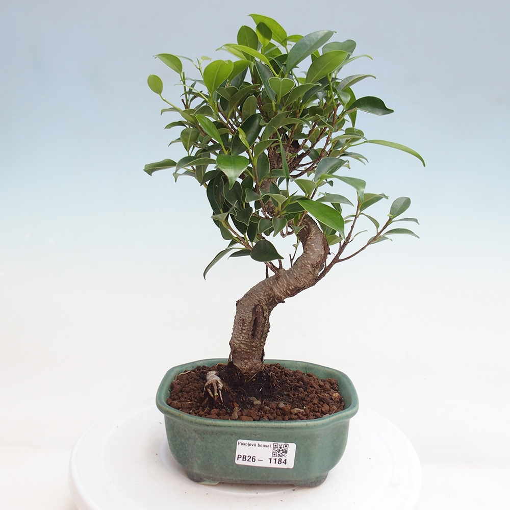 Pokój bonsai - Ficus retusa - figowiec drobnolistny