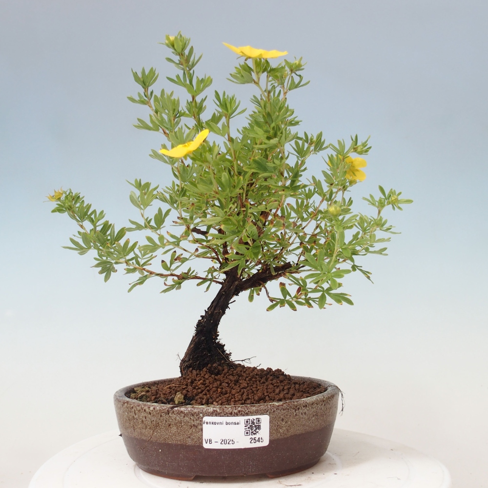 Outdoor bonsai-Pięciolistnik - Potentila fruticosa żółty Ptak