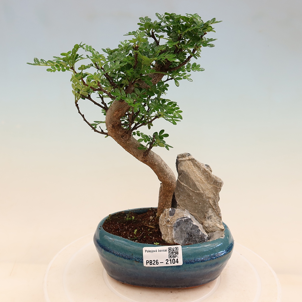 Pokój bonsai - Zantoxylum piperitum - drzewo pieprzowe