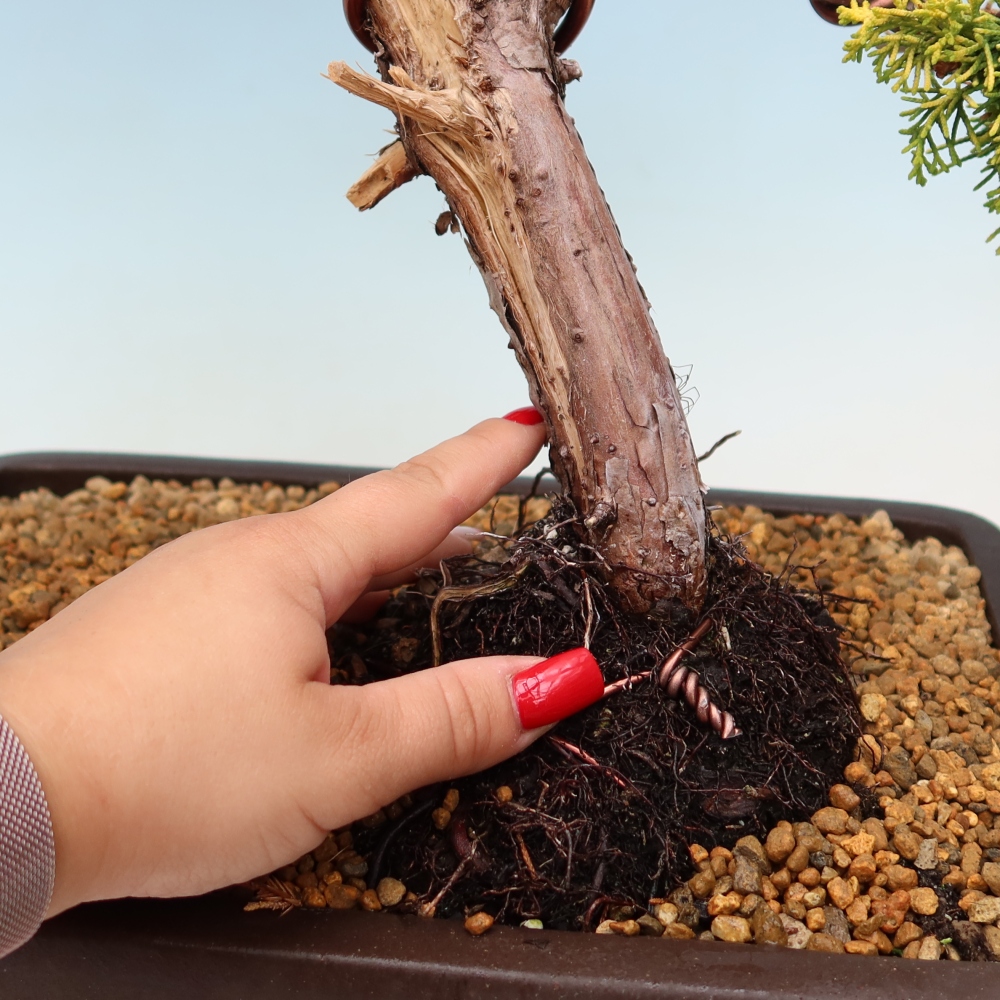 Bonsai ogrodowe – Juniperus chinensis  aurea – jałowiec chiński złoty