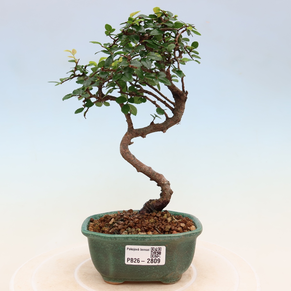 Pokój bonsai - Ulmus parvifolia - Wiąz drobnolistny