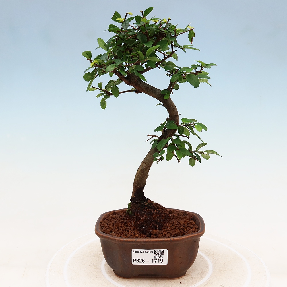 Pokój bonsai - Ulmus parvifolia - Wiąz drobnolistny