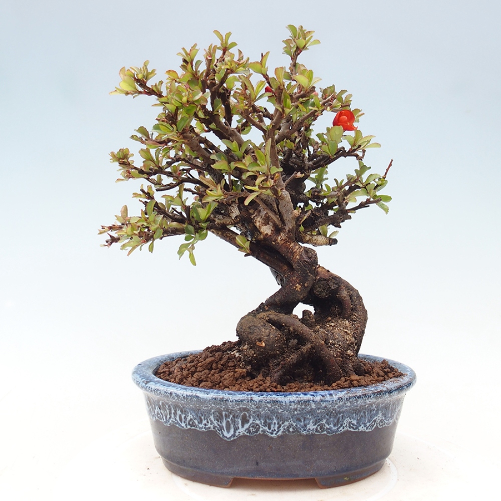 Bonsai zewnętrzne - Chaneomeles speciosa - Pigwa
