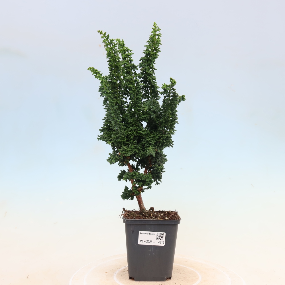 Bonsai zewnętrzne - Cham. obtusa SEKKA HINOKI - Cyprys