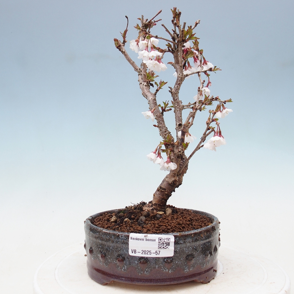 Bonsai zewnętrzne - Prunus incisa Kojou-no mai-cięcie śliwki