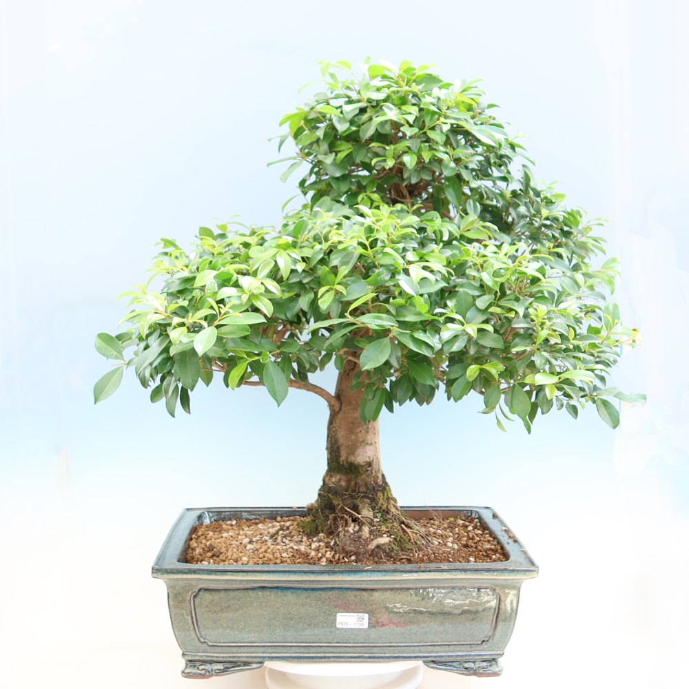 Pokój bonsai - Wiśnia australijska - Eugenia uniflora