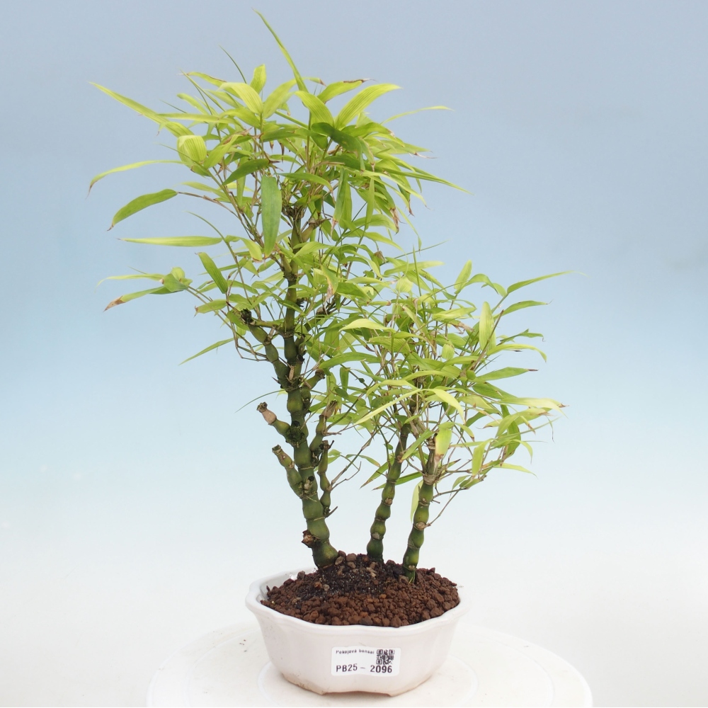 Bonsai wewnętrzne - Bambusowy Budda - Brzuch Bambusowego Buddy