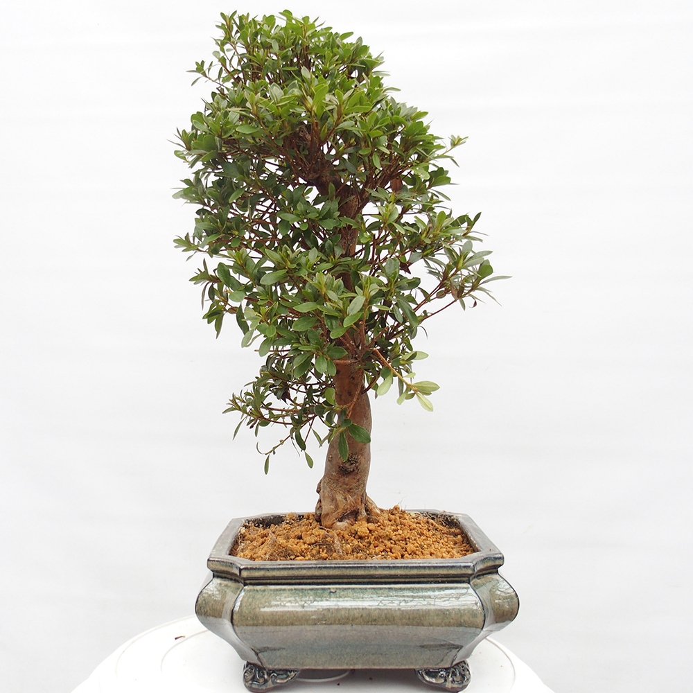 Bonsai zewnętrzne - Azalia japońska - Azalia satsuki