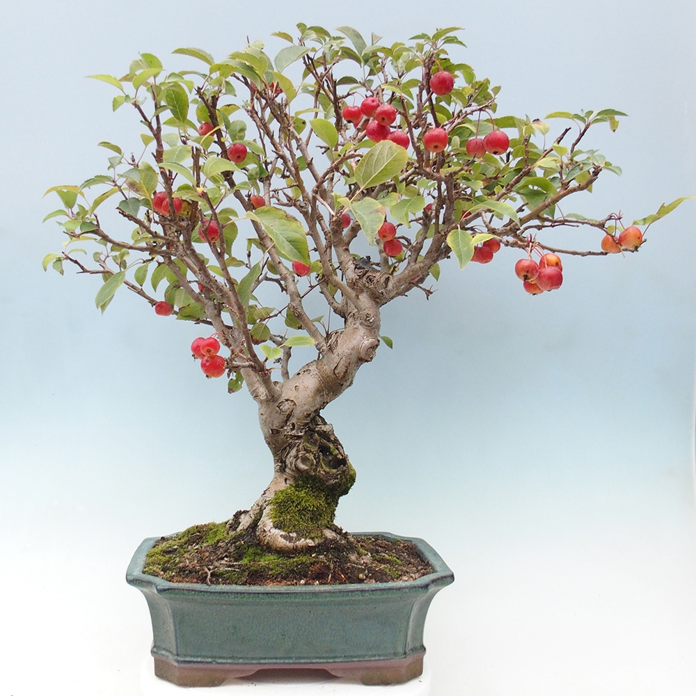 Bonsai plenerowe - Malus Halliana - Jabłoń drobnoowocowa