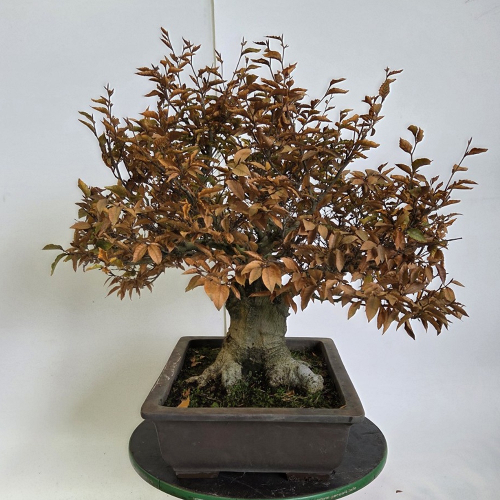 Outdoor bonsai -Fagus crenata