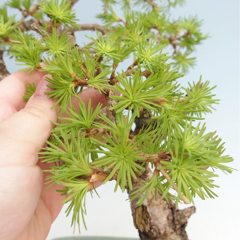 Outdoor bonsai -Larix decidua - Modrzew - Tylko transport paletowy