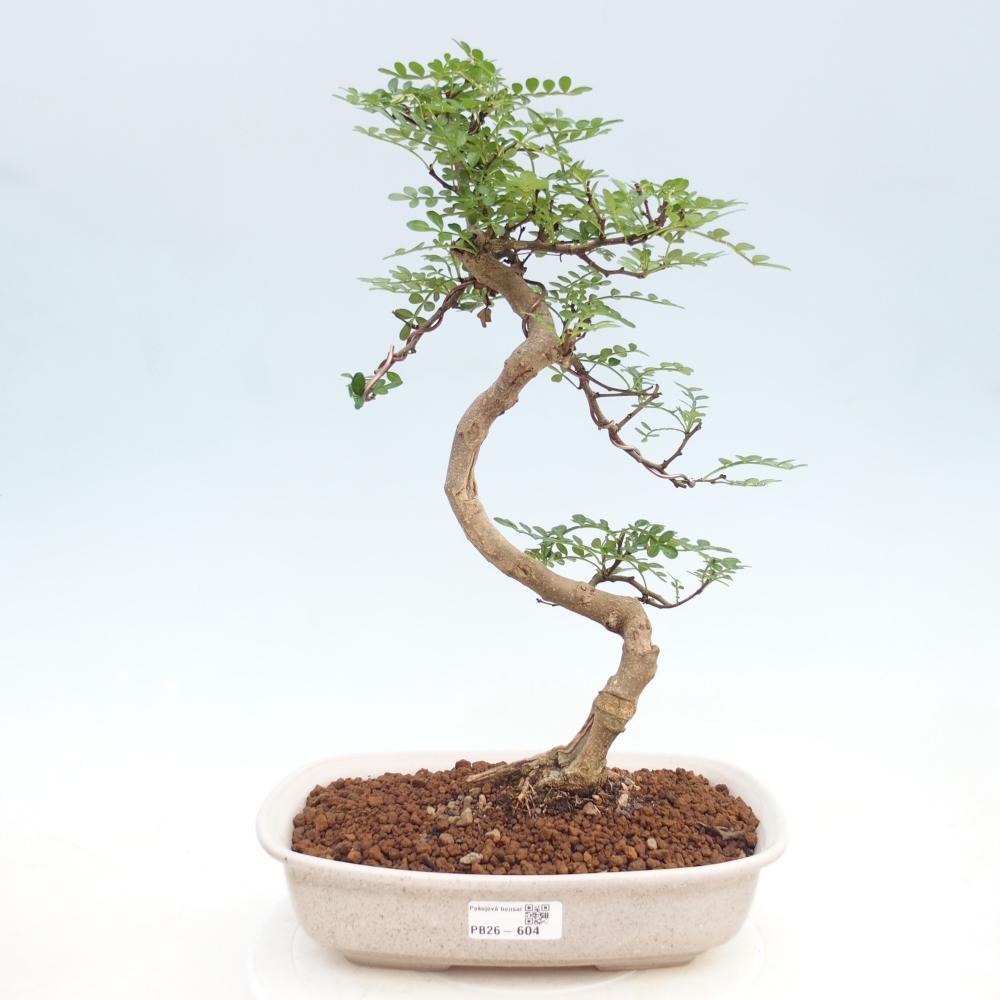 Pokój bonsai - Zantoxylum piperitum - drzewo pieprzowe