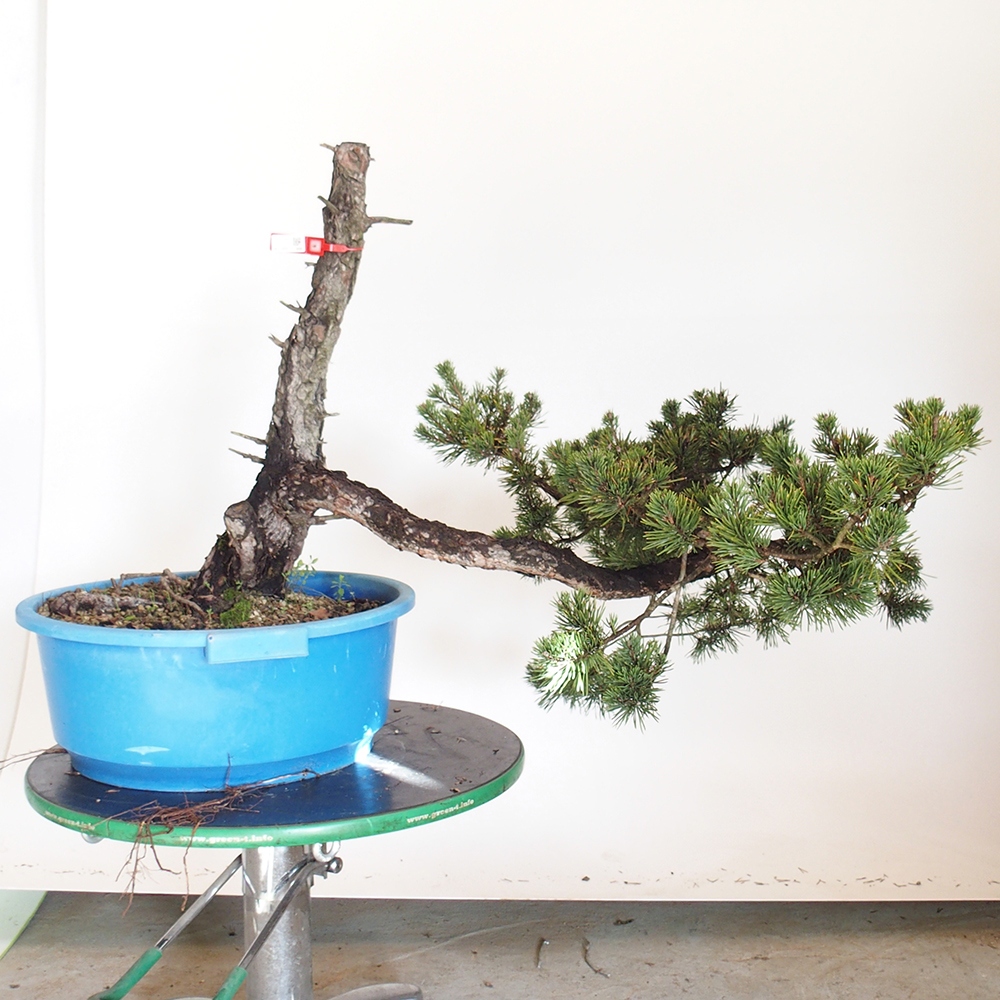 Yamadori - Pinus sylvestris Hiszpania