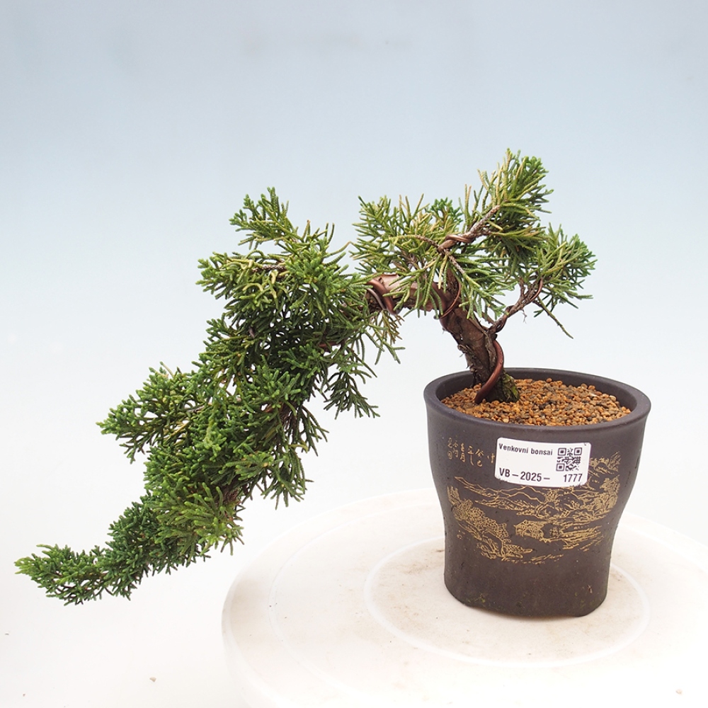 Bonsai zewnętrzne - Juniperus chinensis Kishu - Jałowiec chiński