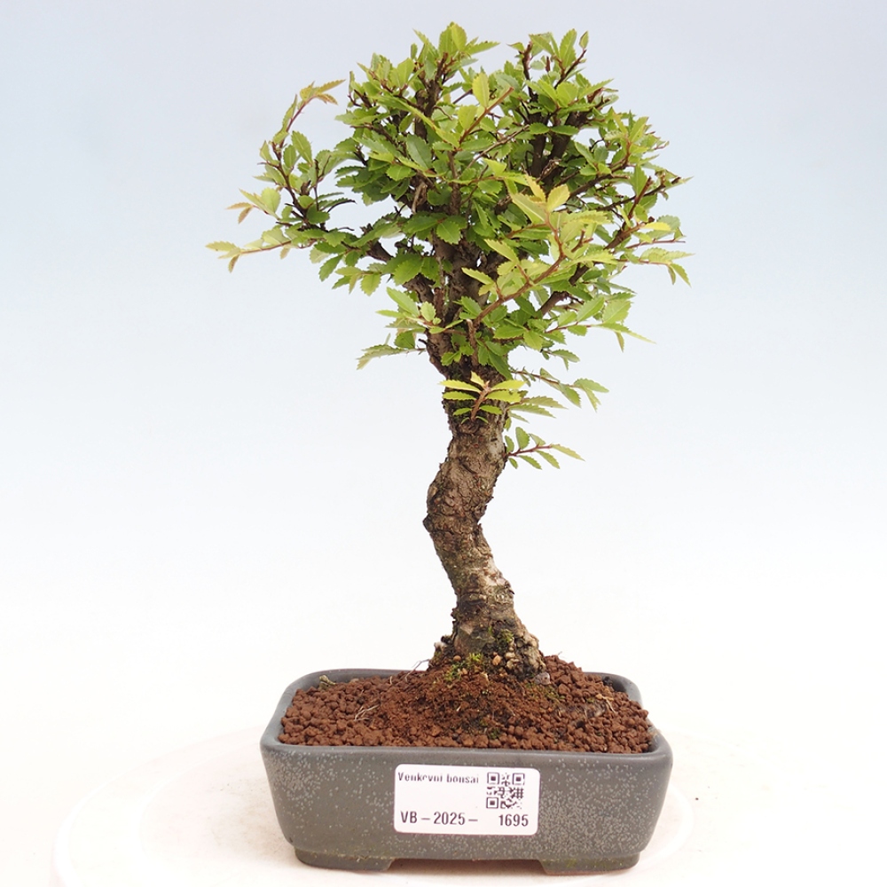 Outdoor bonsai - Zelkova - Zelkova NIRE