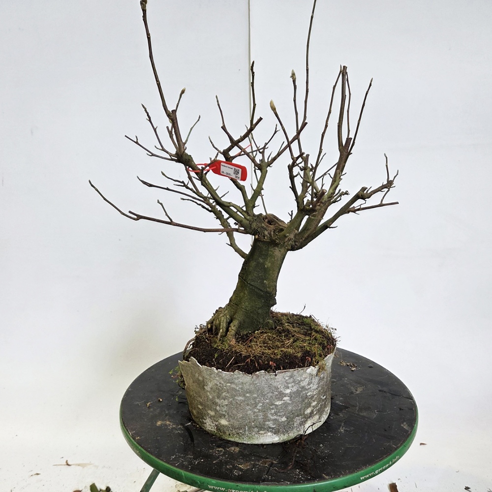 Outdoor bonsai - magnolia - Šácholan