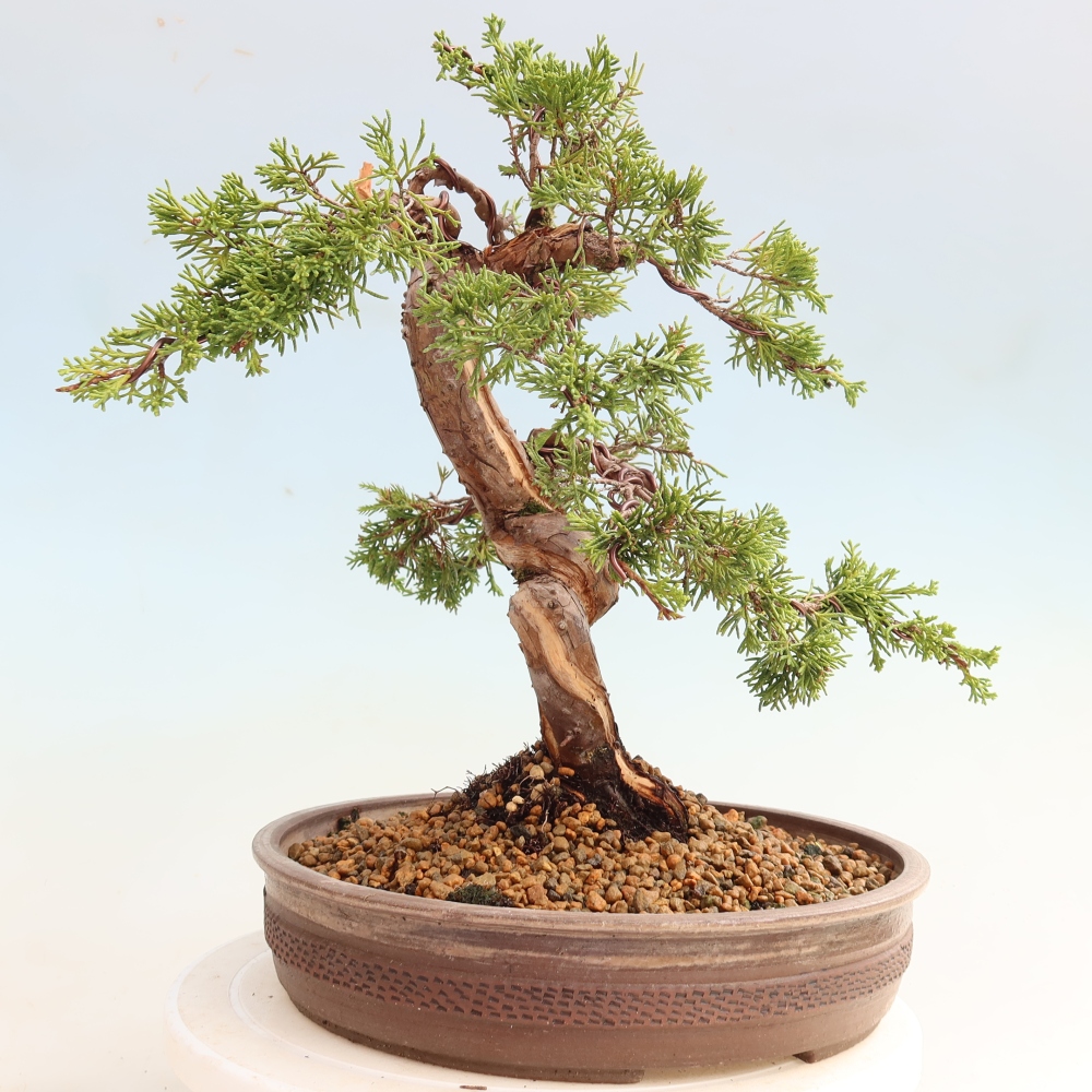 Bonsai ogrodowe – Juniperus chinensis Itoigawa – jałowiec chiński