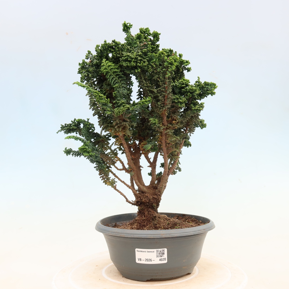 Bonsai zewnętrzne - Cham. obtusa SEKKA HINOKI - Cyprys