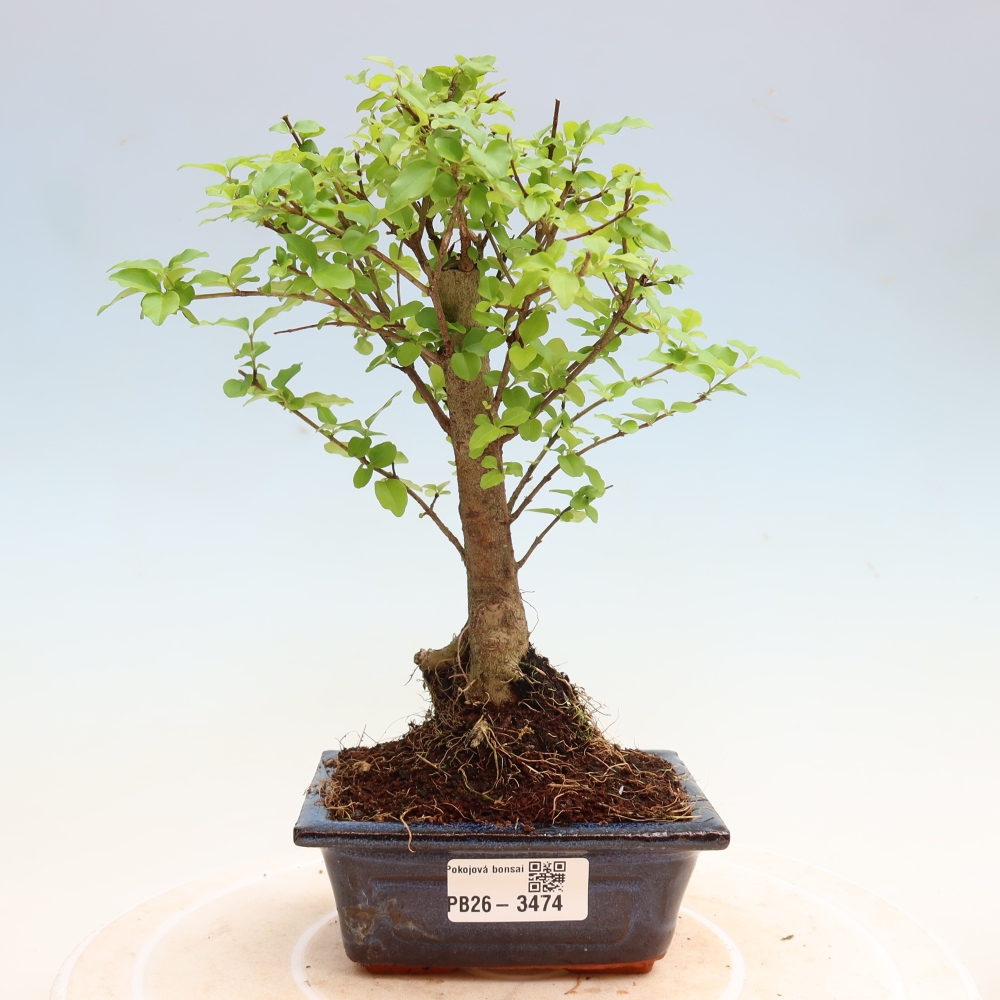 Pokój bonsai - Ligustrum chinensis - Dziób ptaka