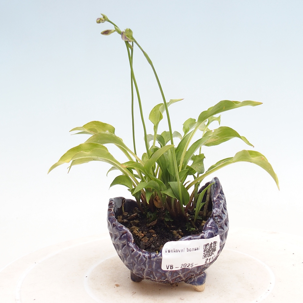 Outdoor bonsai - Mini Hosta - Bogini