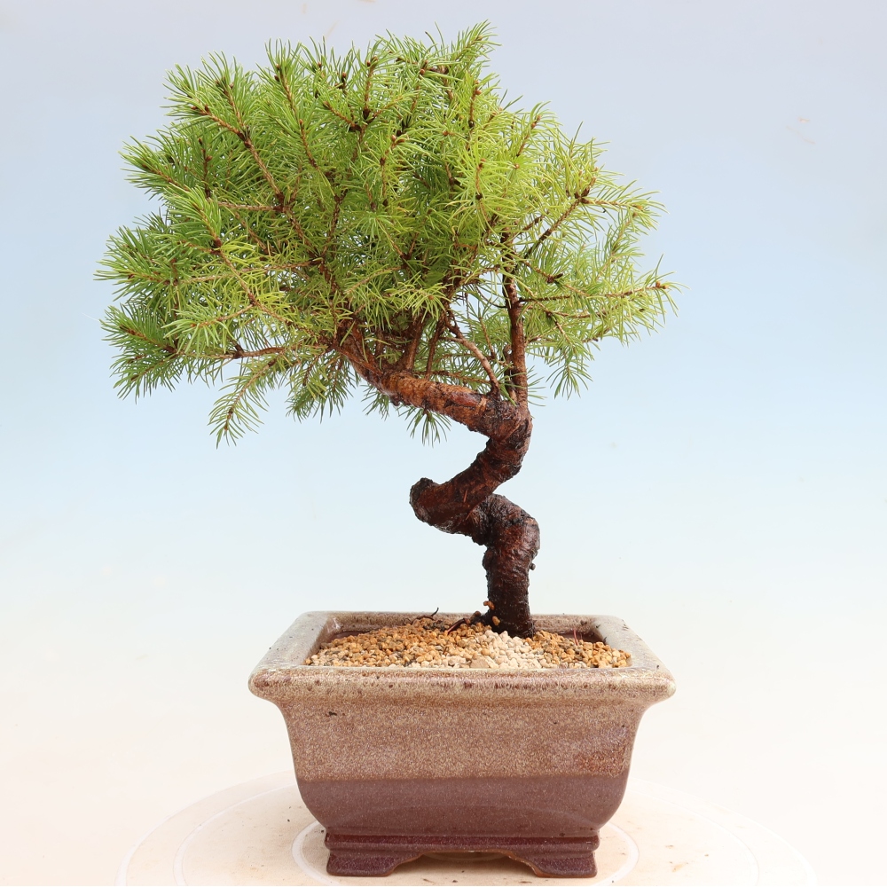Bonsai ogrodowe – Świerk szary – Picea glauca globe
